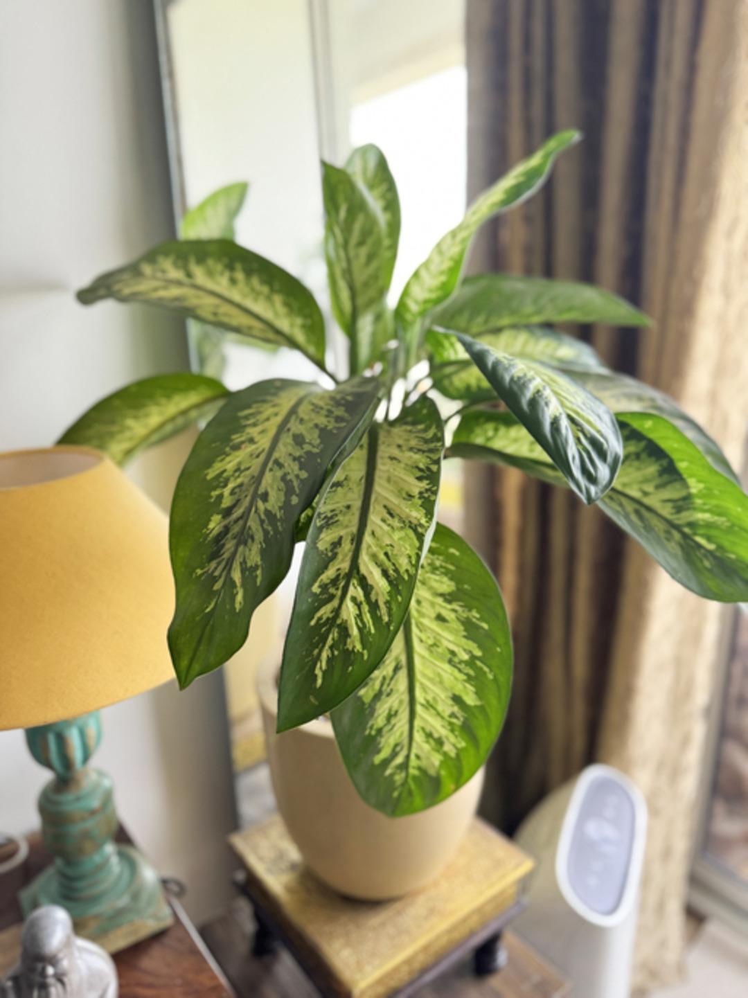 Neredeyse herkesin evinde var! Yüzü uyuştu, salyalar akmaya başladı: Hemen çöpe atın! 2