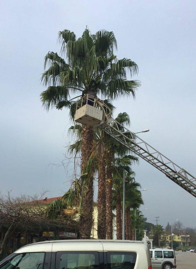 Sapanca Park ve Bahçeler Müdürlüğü’nden yoğun mesai