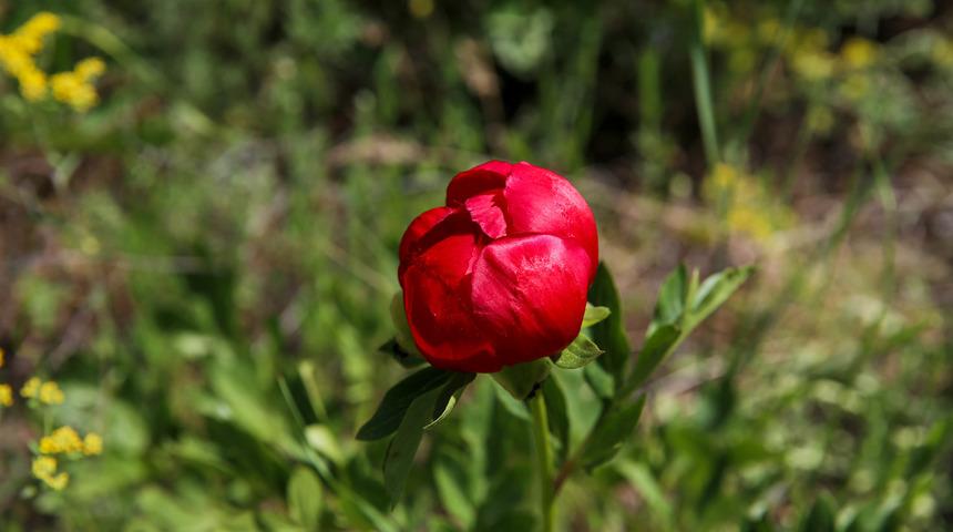Ender görülüyor! İtecik lalesi kan kırmızısı rengini gösterdi