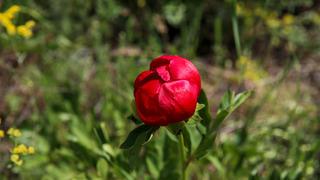 Ender görülüyor! İtecik lalesi kan kırmızısı rengini gösterdi
