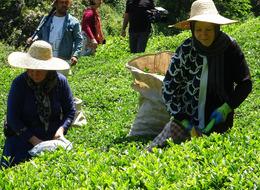 Dünyanın en kaliteli fındığının üretildiği Giresun’da kemençe eşliğinde çay hasat şenliği yapıldı