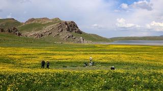 Çevresi sarı çiçeklerle renklendi! Van'daki Keşiş Gölü, ziyaretçilerini ağırlıyor