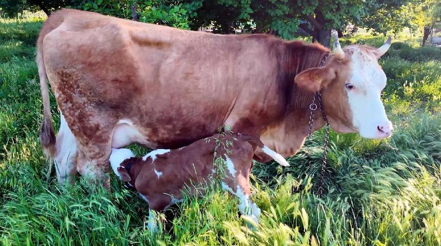 İki yıl önce ölümden kurtarılan inek doğum yaptı