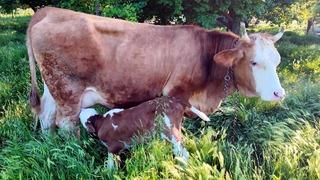 İki yıl önce ölümden kurtarılan inek doğum yaptı