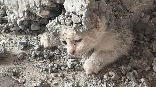 Yavru kedinin imdadına itfaiye yetişti