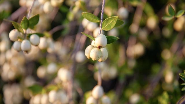 Murt meyvesinin faydaları nelerdir? Murt meyvesi neye iyi gelir? Murt meyvesi faydaları ve zararları