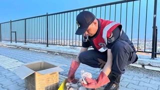 Kilis’te 4 kartal yavrusu yol kenarında bulundu