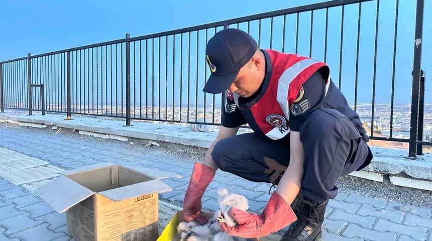 Kilis’te 4 kartal yavrusu yol kenarında bulundu