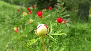 Bu çiçeğe dokunan yanıyor: Koparmanın bedeli yarım milyon lira! 