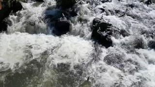 Uçan balıkların göçü başladı: Görsel şölene yoğun ilgi 