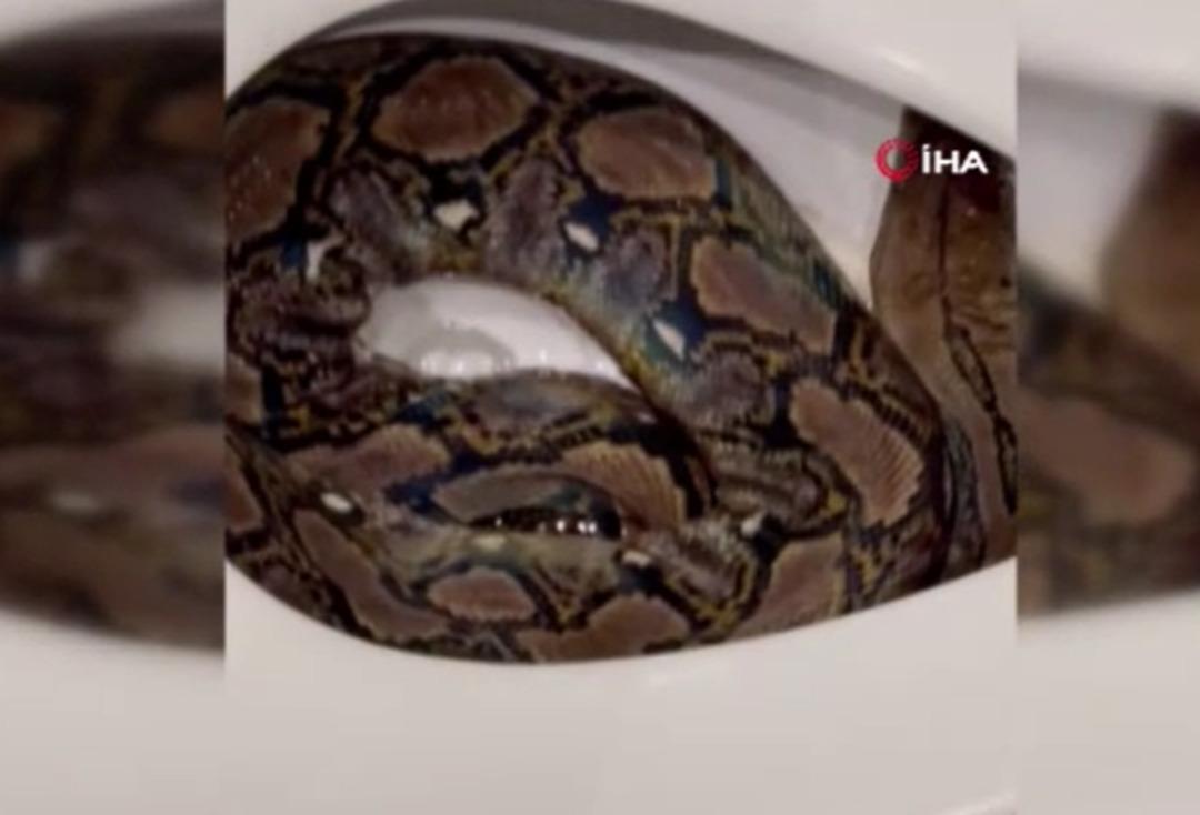 Gece yarısı bir anda çıktı! Tuvaletini yapacakken dev pitonu fark etti... 3