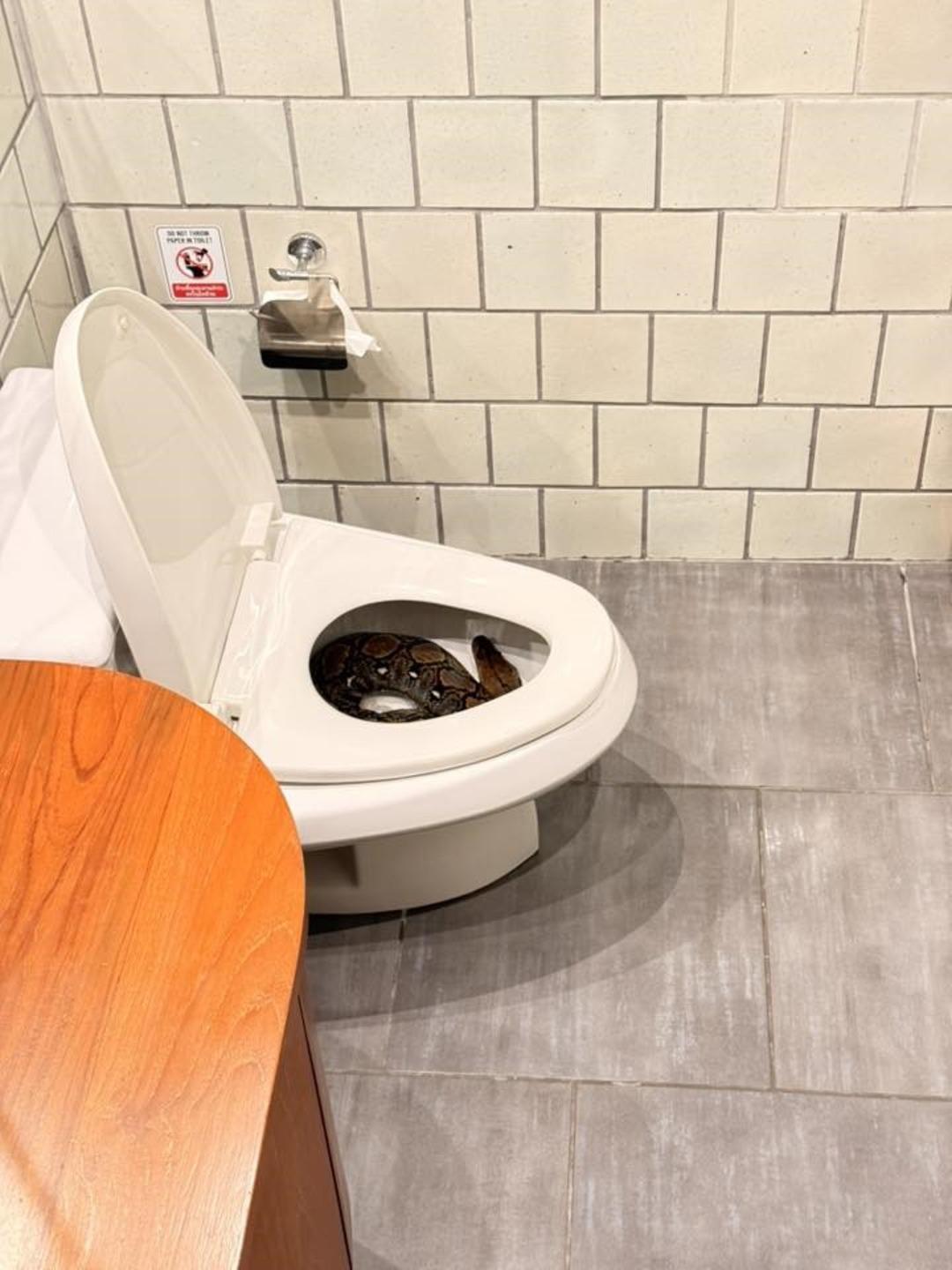 Gece yarısı bir anda çıktı! Tuvaletini yapacakken dev pitonu fark etti... 1