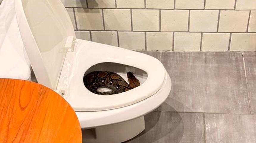 Gece yarısı bir anda çıktı! Tuvaletini yapacakken dev pitonu fark etti...
