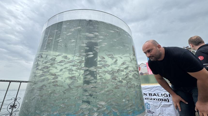 İzmit Körfezi'ne 6 bin balık ve 100 yapay resif bırakıldı