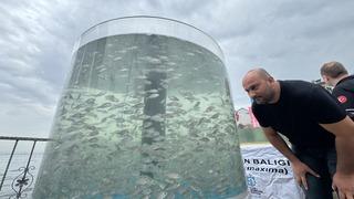 İzmit Körfezi'ne 6 bin balık ve 100 yapay resif bırakıldı