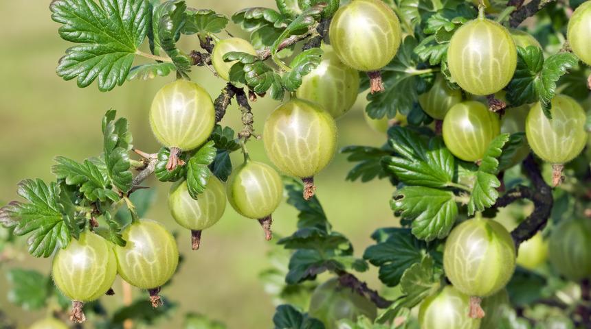 Bektaşi üzümünün faydaları nelerdir? Bektaşi üzümü ne işe yarar?