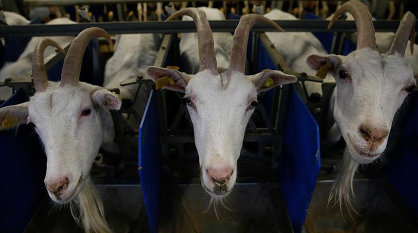 Çobanlar ve çiftçiler birbirine girdi: 30 ölü! Kabileler arasında silahlı çatışma...