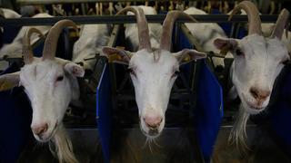 Çobanlar ve çiftçiler birbirine girdi: 30 ölü! Kabileler arasında silahlı çatışma...