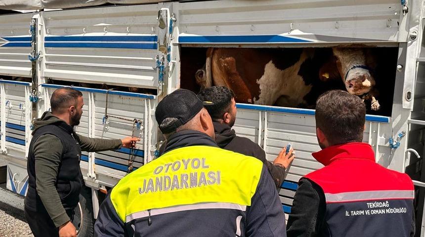 Tekirdağ'a kaçak hayvan getiren besiciye 105 bin lira ceza