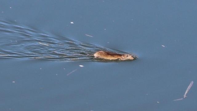 Çin'de yaşıyordu Diyarbakır'da görüldü! Bilim insanları görmek için akın etti