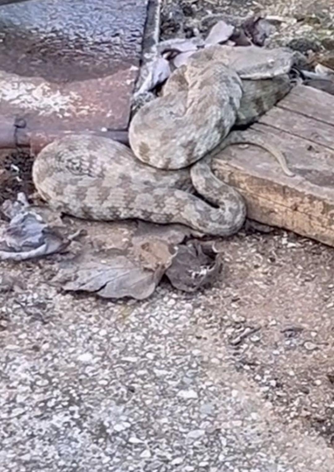 Tek bir ısırığı hayattan kopartır! Doğa gezisi sırasında karşılaştı... 1