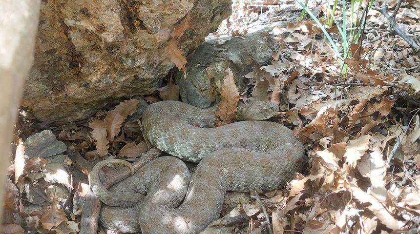 Tek bir ısırığı hayattan kopartır! Doğa gezisi sırasında karşılaştı...