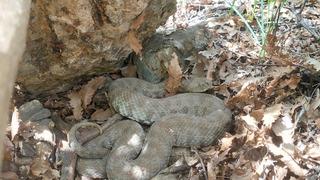 Tek bir ısırığı hayattan kopartır! Doğa gezisi sırasında karşılaştı...