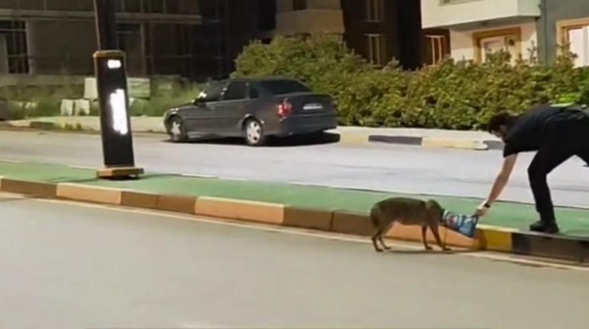 Çakalın başına takılan poşeti öğretim görevlisi çıkardı