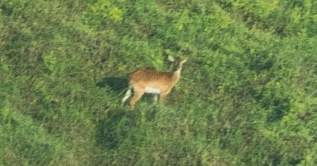 Nesli tükenmek üzereydi, ilk fotoğrafı olay oldu! Acil koruma çağrısı... 1