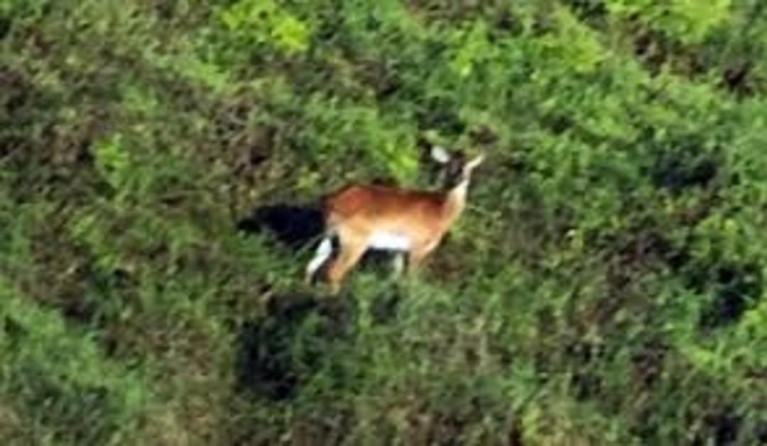 Nesli tükenmek üzereydi, ilk fotoğrafı olay oldu! Acil koruma çağrısı... 2