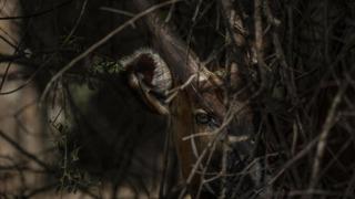 Nesli tükenmek üzereydi, ilk fotoğrafı olay oldu! Acil koruma çağrısı...