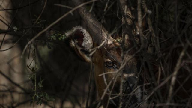 Nesli tükenmek üzereydi, ilk fotoğrafı olay oldu! Acil koruma çağrısı...