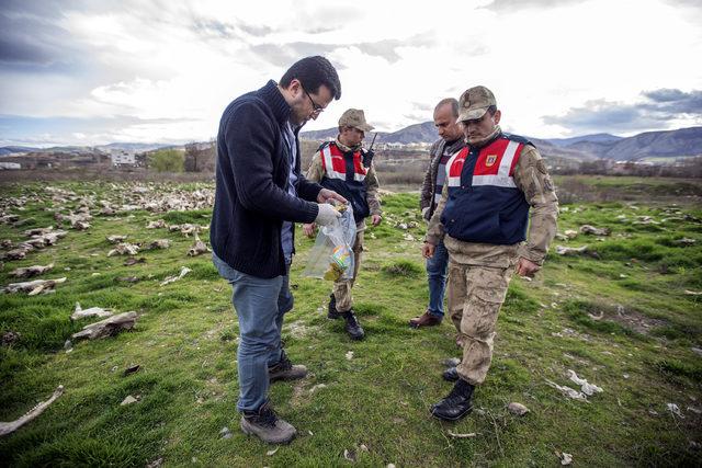 Tokat'taki boş arazide hayvan kemikleri bulundu