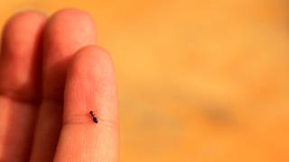  Karınca yersek ne olur? Karınca yemek zehirler mi, bir şey olur mu?	