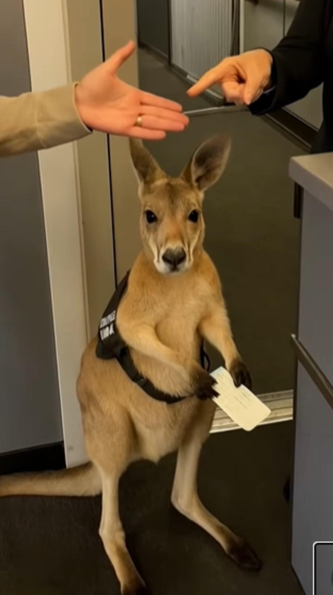 Milyonlarca kez izlendi! İzleyenler gördüklerine inanamadı ancak gerçek sonradan ortaya çıktı... 1