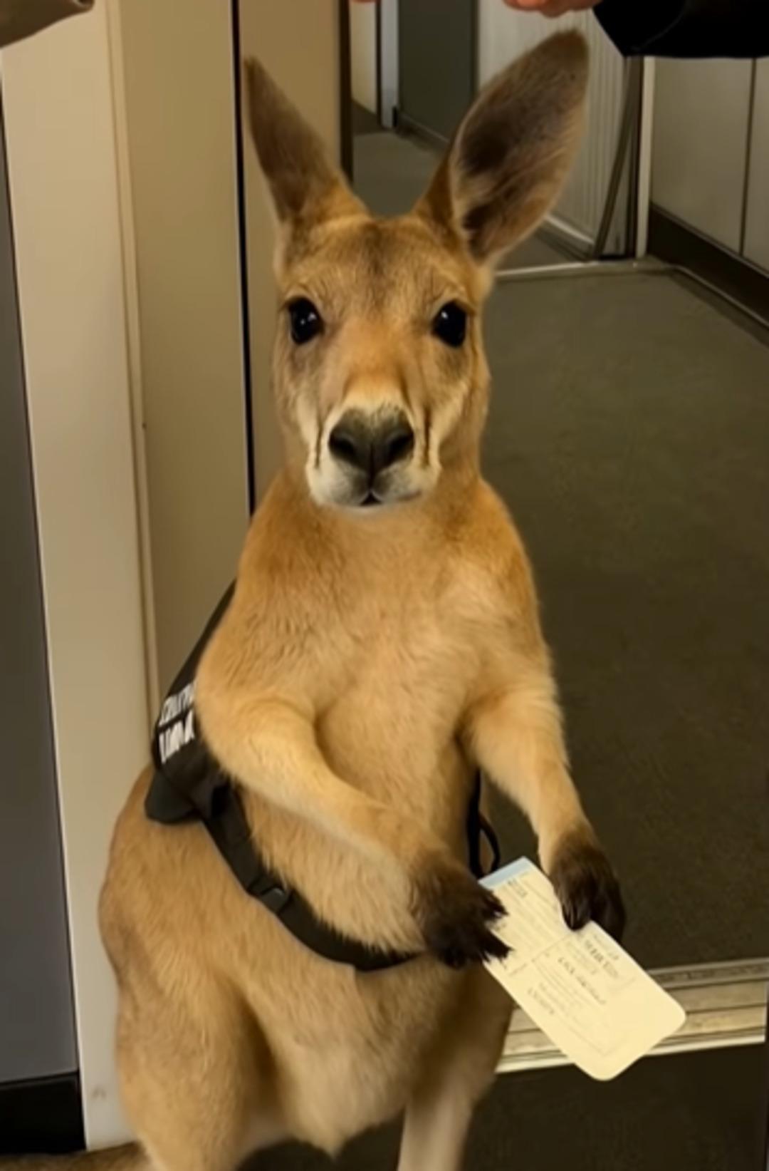 Milyonlarca kez izlendi! İzleyenler gördüklerine inanamadı ancak gerçek sonradan ortaya çıktı... 3