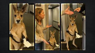 Milyonlarca kez izlendi! İzleyenler gördüklerine inanamadı ancak gerçek sonradan ortaya çıktı...