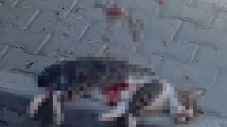 Sokak kedisini pompalı tüfekle vurarak öldüren şüpheliye gözaltı