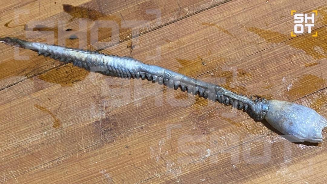 Karadeniz de balıkçılar çıkardı! İnce uzun yaratığın ne olduğu bilinmiyor! İlk kez görüldü, gizemini koruyor 1