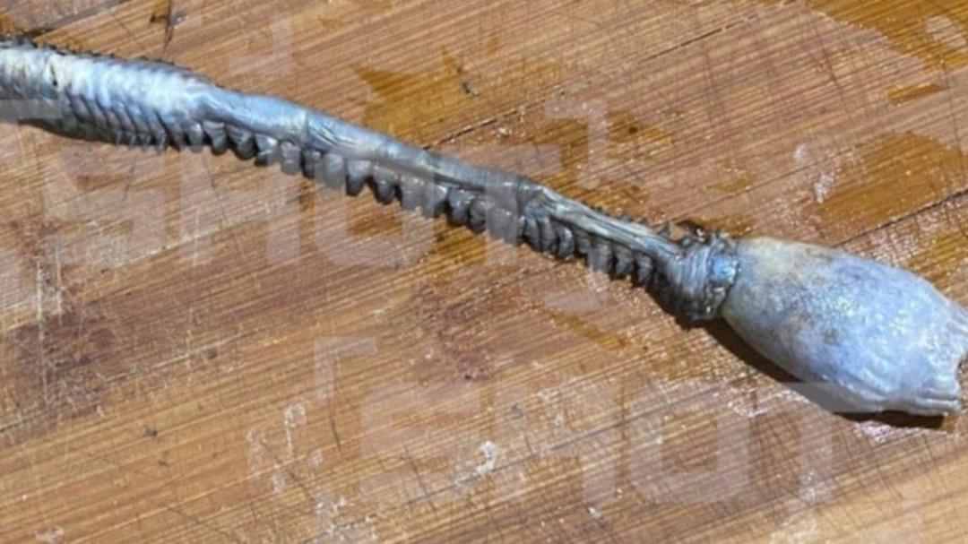 Karadeniz de balıkçılar çıkardı! İnce uzun yaratığın ne olduğu bilinmiyor! İlk kez görüldü, gizemini koruyor 2