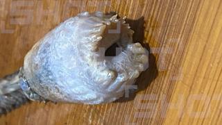 Karadeniz'de balıkçılar çıkardı! İnce uzun yaratığın ne olduğu bilinmiyor! İlk kez görüldü, gizemini koruyor