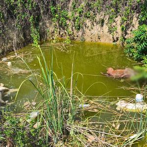 Edirne'de kan donduran olay! Su çukurunda başsız 3 köpek cesedi bulundu: "Çok acı verici bir şey bu"
