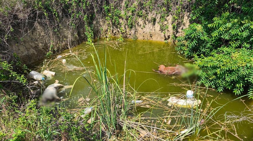 Edirne'de kan donduran olay! Su çukurunda başsız 3 köpek cesedi bulundu: "Çok acı verici bir şey bu"