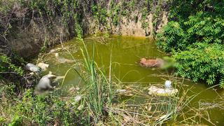 Edirne'de kan donduran olay! Su çukurunda başsız 3 köpek cesedi bulundu: Çok acı verici bir şey bu