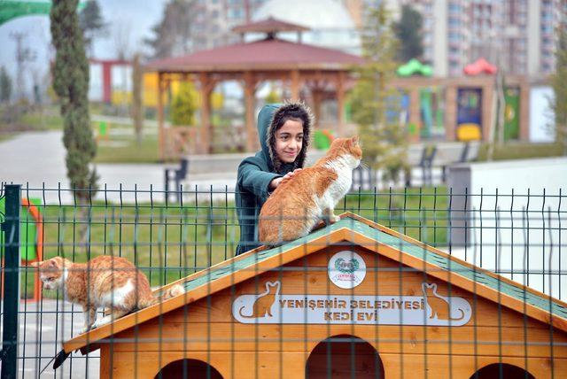 Diyarbakır'da sokak kedileri için 20 ev yapıldı