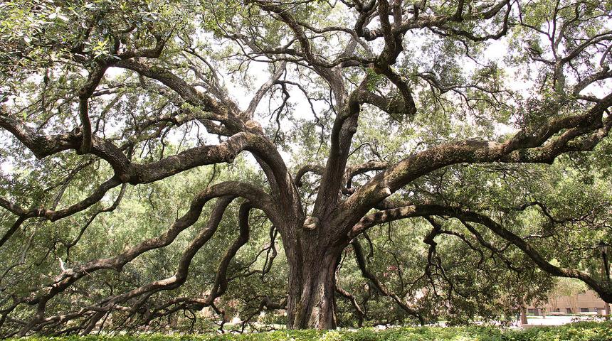 Soyağacımız ve biz