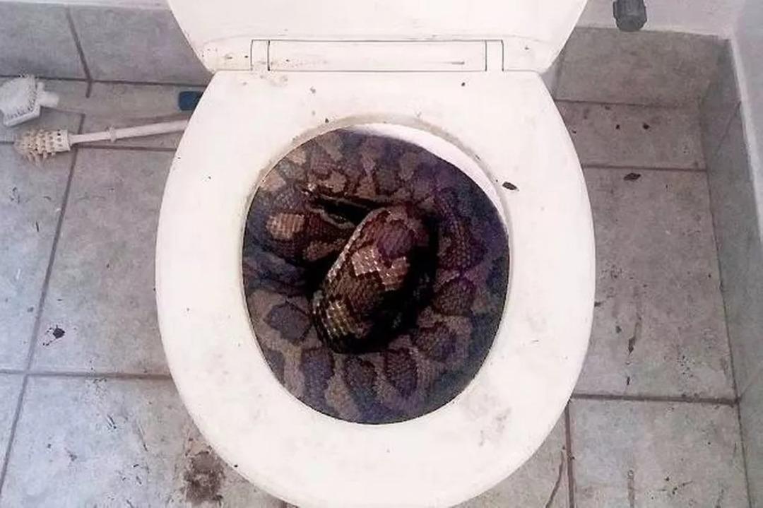 Banyo kan gölüne döndü! Klozetteki piton adamın penisini ısırdı! Üzerine işeyince... 3