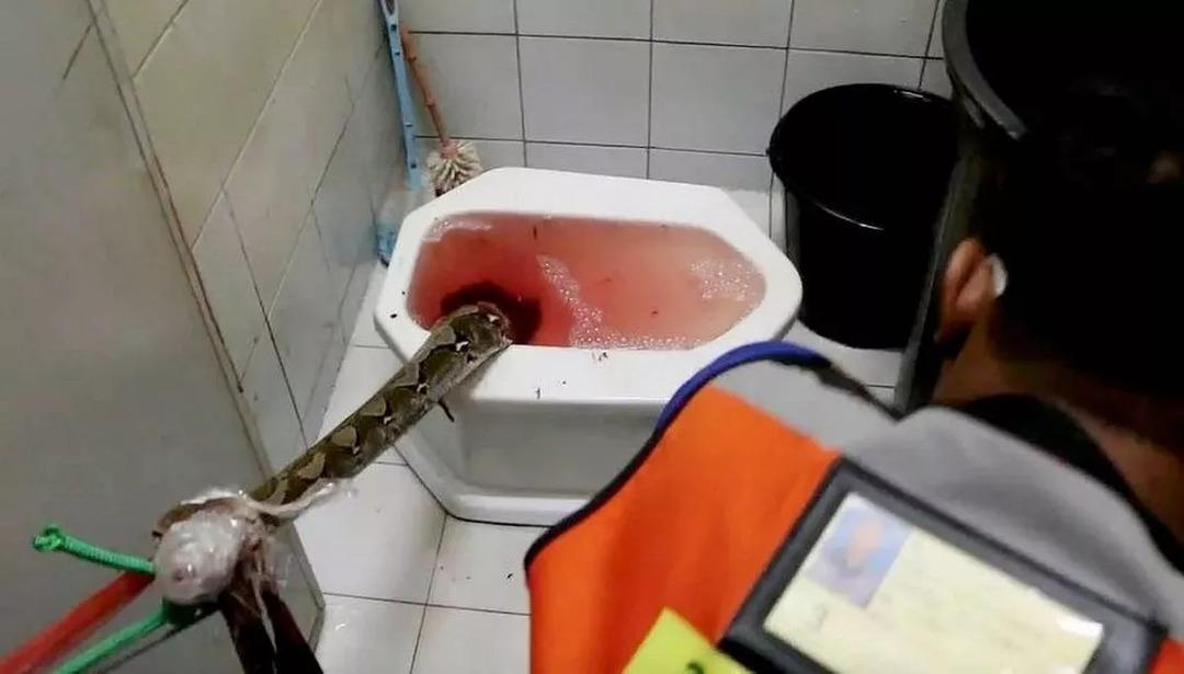 Banyo kan gölüne döndü! Klozetteki piton adamın penisini ısırdı! Üzerine işeyince... 2