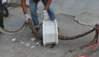 Klozetteki piton adamın penisini ısırdı! Bakın nasıl kurtuldu