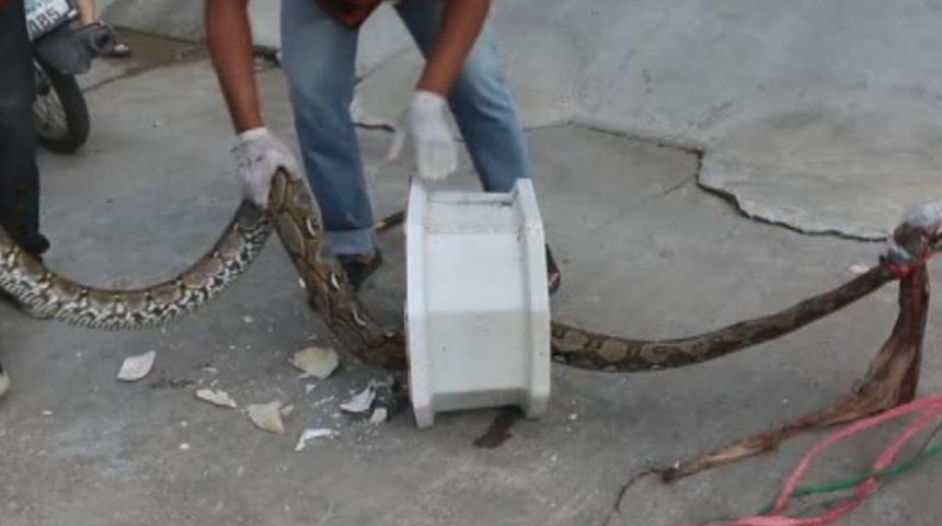 Banyo kan gölüne döndü! Klozetteki piton adamın penisini ısırdı! Üzerine işeyince...